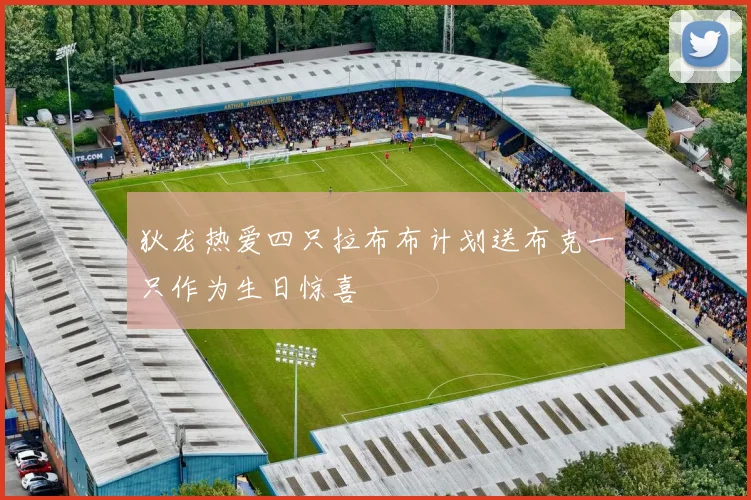 狄龙热爱四只拉布布计划送布克一只作为生日惊喜